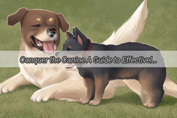 Conquer the Canine A Guide to Effectively Correcting Your Furry Friends Misbehaviors